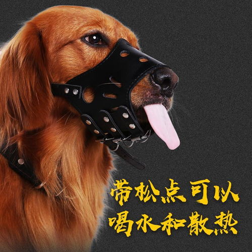 狗狗用嘴套與止吠器全解析｜防亂吃、圍叫、真愛(ài)護(hù)